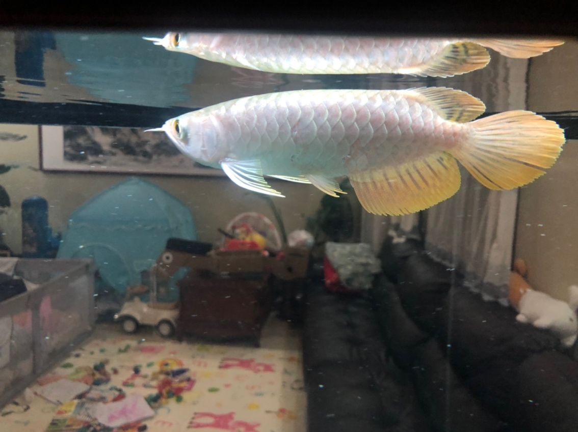 大神們幫忙看下會紅嗎？ 大神們幫忙看下會紅嗎？ 龍魚論壇 第4張