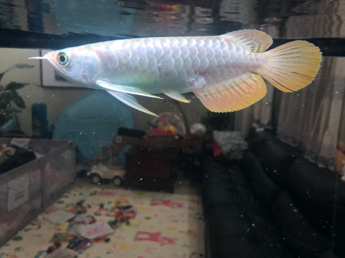 大神們幫忙看下會紅嗎？ 大神們幫忙看下會紅嗎？ 龍魚論壇 第7張
