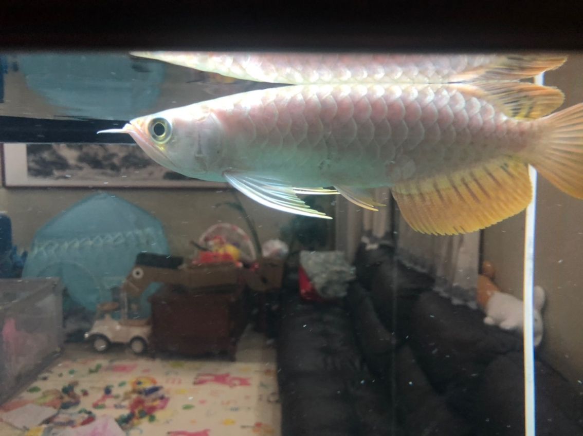 大神們幫忙看下會紅嗎？ 大神們幫忙看下會紅嗎？ 龍魚論壇 第8張