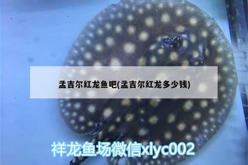 孟吉爾紅龍魚吧(孟吉爾紅龍多少錢)