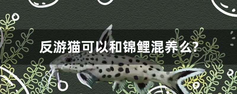 反游貓可以和錦鯉混養么？