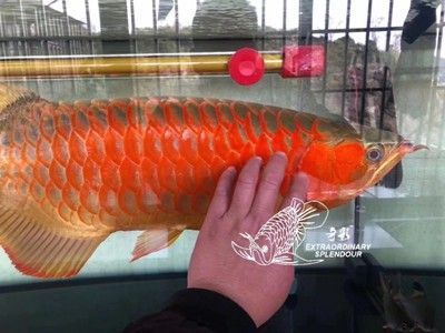 馬印2700k烤色燈：馬印2700k烤色燈怎么樣