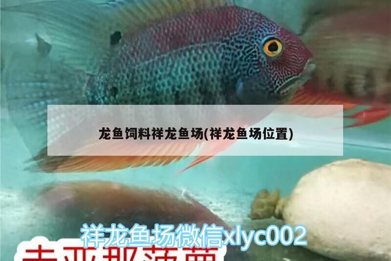 龍魚飼料祥龍魚場(祥龍魚場位置)