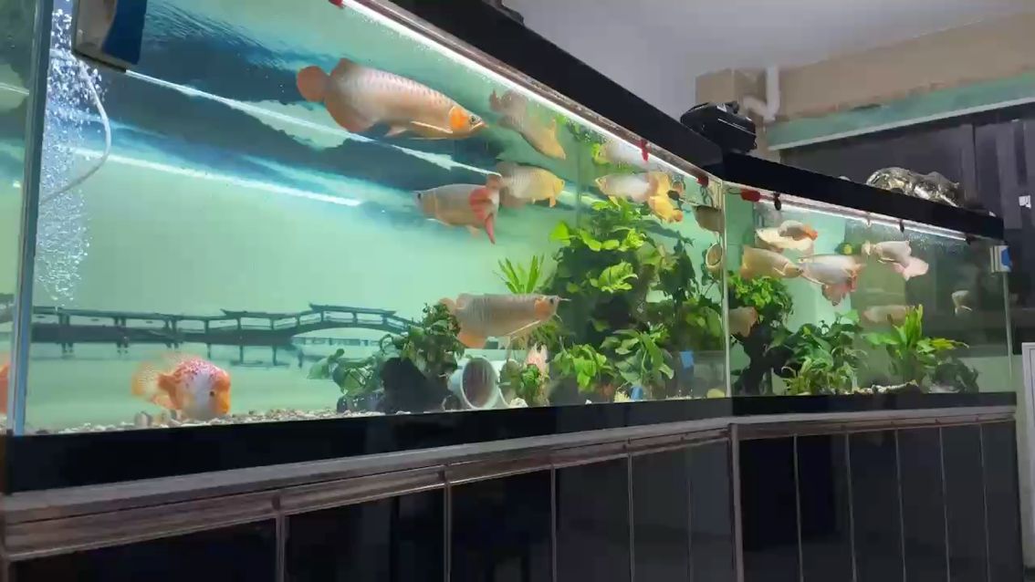 圣誕節(jié)沒大餐吃，呼之不來，那我放大招了。