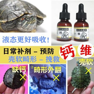 豬鼻龜不長(zhǎng)個(gè)：豬鼻龜怎么養(yǎng)，豬鼻龜?shù)娘曫B(yǎng)方法