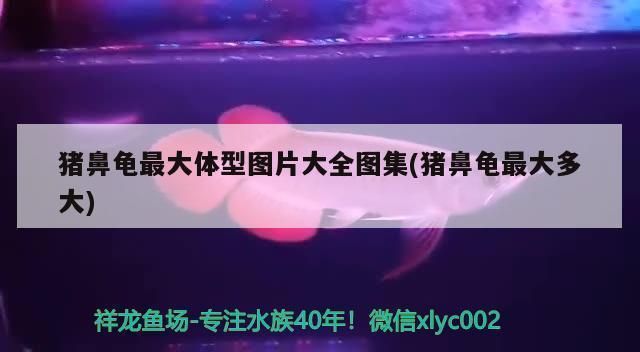 豬鼻龜不長(zhǎng)個(gè)：豬鼻龜怎么養(yǎng)，豬鼻龜?shù)娘曫B(yǎng)方法
