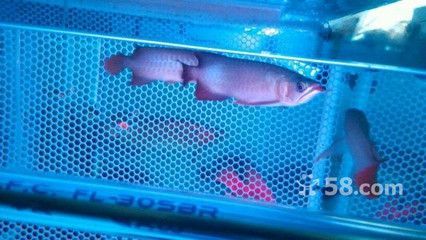 孟吉爾芯片查詢:如何查詢孟吉爾紅龍魚的芯片信息 廣州孟吉爾 第2張 孟吉爾芯片查詢:如何查詢孟吉爾紅龍魚的芯片信息 孟吉爾芯片查詢:如何查詢孟吉爾紅龍魚的芯片信息 廣州孟吉爾 第2張