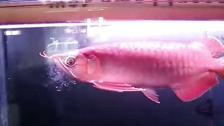 孟吉爾芯片查詢：如何查詢孟吉爾紅龍魚的芯片信息 孟吉爾芯片查詢：如何查詢孟吉爾紅龍魚的芯片信息 廣州孟吉爾 第3張