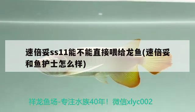 速倍妥ss11能不能直接喂給龍魚(速倍妥和魚護(hù)士怎么樣) 速倍妥ss11能不能直接喂給龍魚(速倍妥和魚護(hù)士怎么樣) 速倍妥
