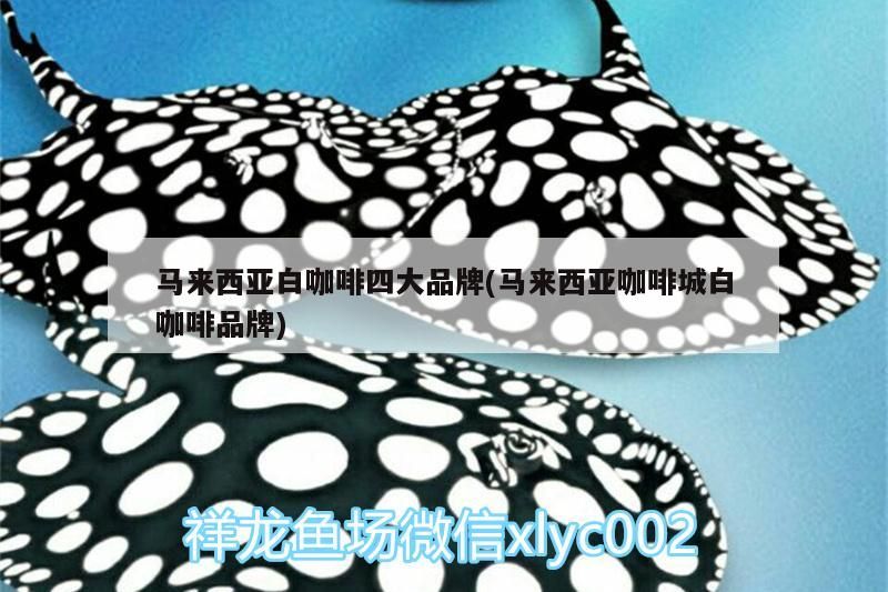 馬來西亞白咖啡四大品牌(馬來西亞咖啡城白咖啡品牌)