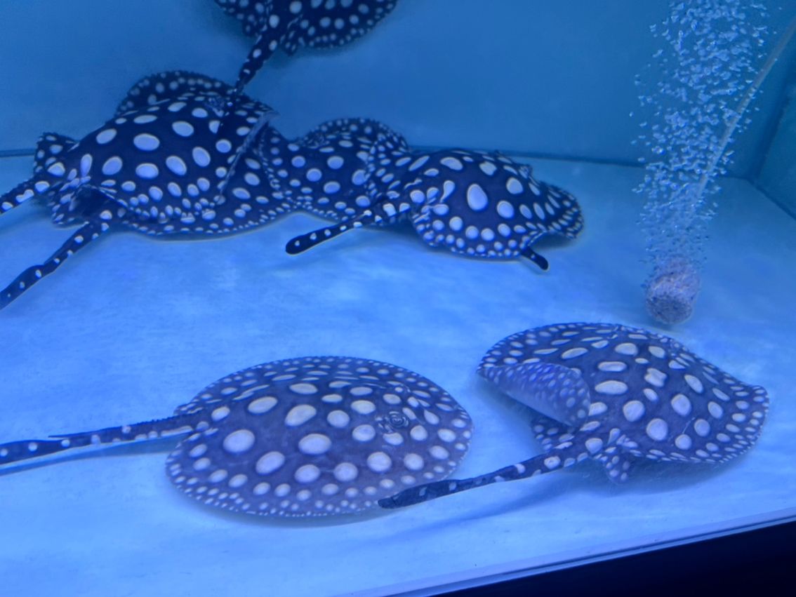 母魚