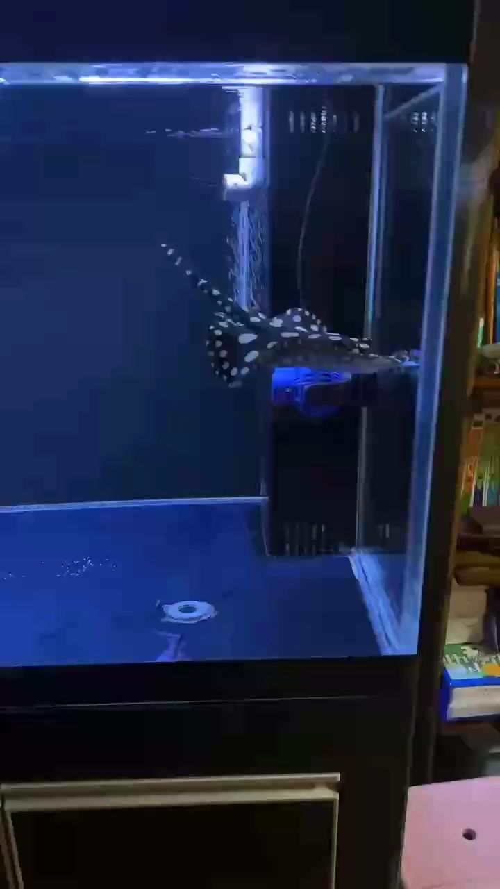 皇飛魟