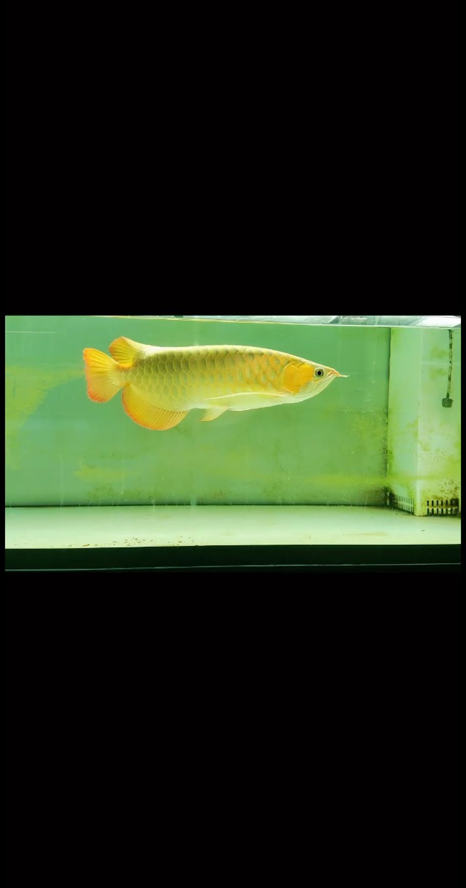 大湖紅龍，全品，看上聯(lián)系我
