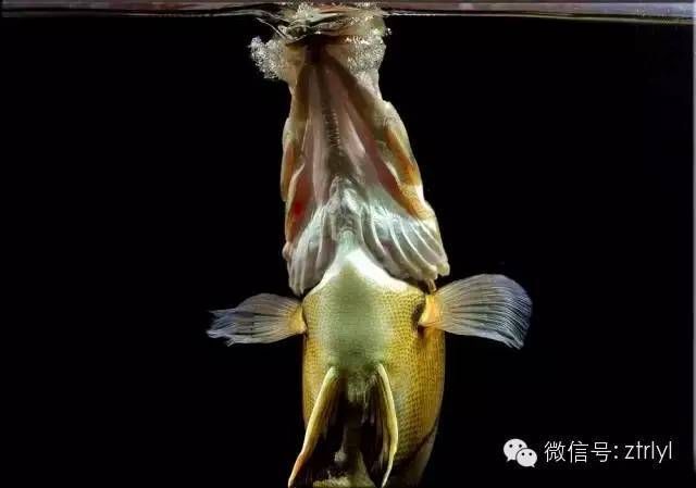 虎魚喂活食要注意：關于虎魚喂活食的注意事項