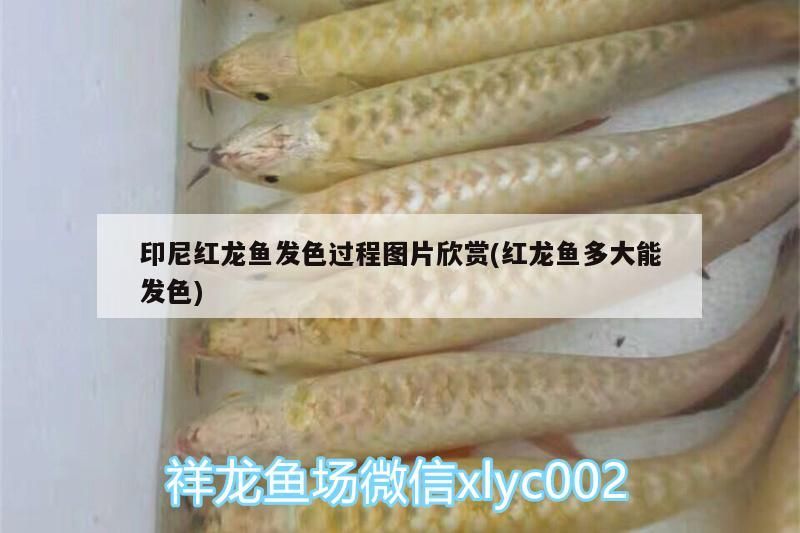 印尼紅龍魚發色過程圖片欣賞(紅龍魚多大能發色)