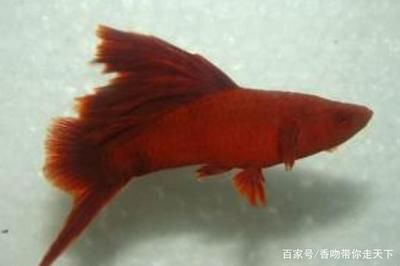 比較溫和的觀賞魚品種有哪些（性格溫和的觀賞魚品種）