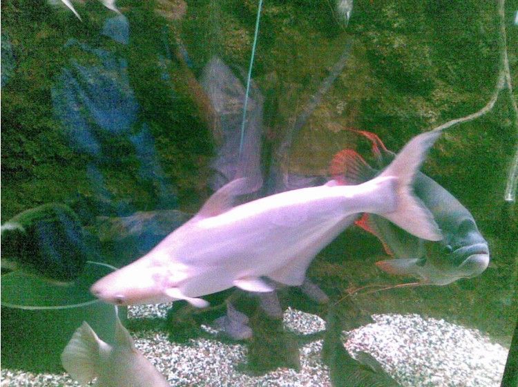 白鯊魚觀賞魚不愛游什么原因造成的（觀賞魚不愛游動可能是患病所致）