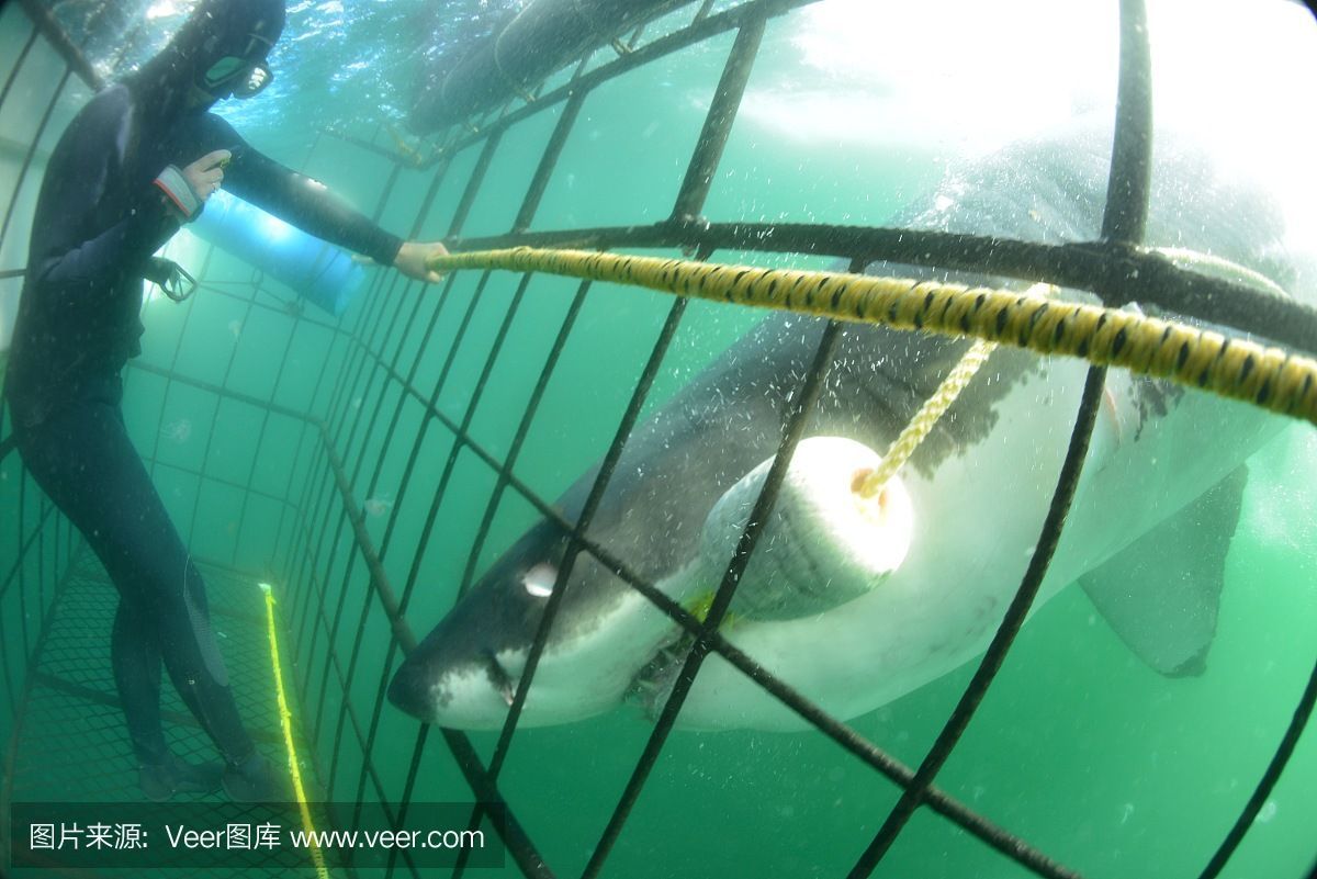 白鯊魚觀賞魚不愛游什么原因造成的（觀賞魚不愛游動可能是患病所致）