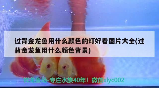 過背金龍魚用什么顏色的燈好看圖片大全(過背金龍魚用什么顏色背景) 過背金龍魚用什么顏色的燈好看圖片大全(過背金龍魚用什么顏色背景) 金龍魚百科