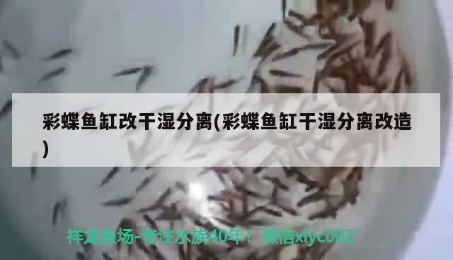 彩蝶魚缸改干濕分離(彩蝶魚缸干濕分離改造)