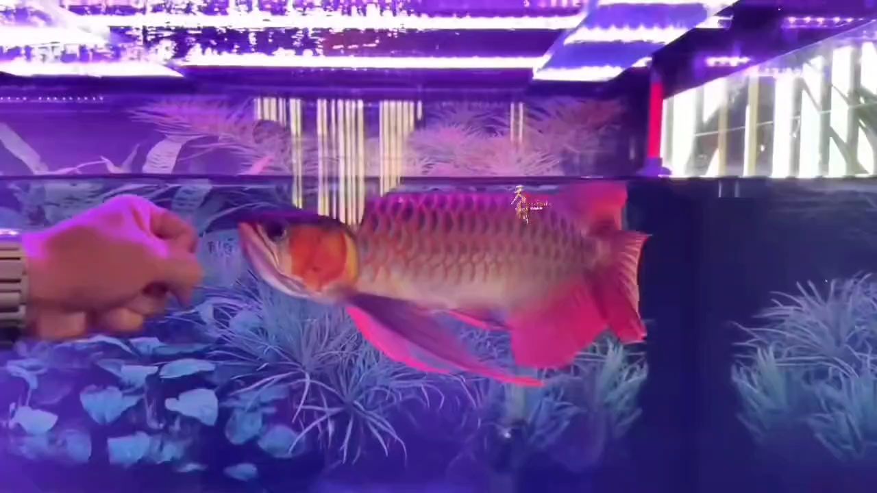 60公分大貢拜F2①