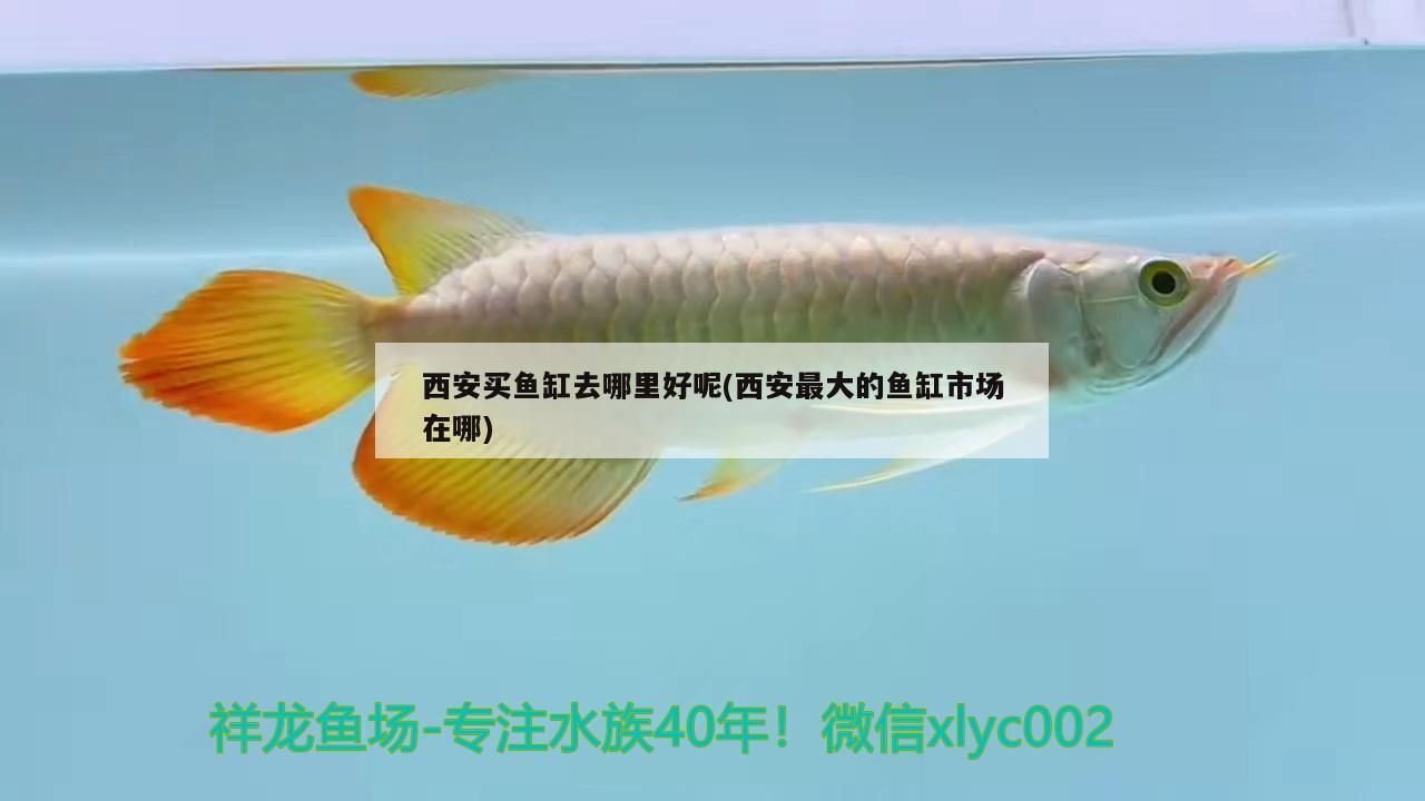 西安買魚缸去哪里好呢(西安最大的魚缸市場在哪)