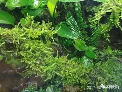 觀賞魚池怎么除青苔（觀賞魚池中的青苔會影響水質(zhì)和觀賞效果因此需要定期清理） 觀賞魚池怎么除青苔（觀賞魚池中的青苔會影響水質(zhì)和觀賞效果因此需要定期清理） 仟湖 第2張