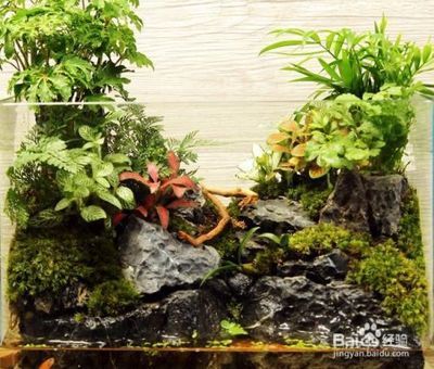 觀賞魚池怎么除青苔(觀賞魚池中的青苔會影響水質(zhì)和觀賞效果因此需要定期清理) 仟湖 第3張 觀賞魚池怎么除青苔(觀賞魚池中的青苔會影響水質(zhì)和觀賞效果因此需要定期清理) 觀賞魚池怎么除青苔(觀賞魚池中的青苔會影響水質(zhì)和觀賞效果因此需要定期清理) 仟湖 第3張