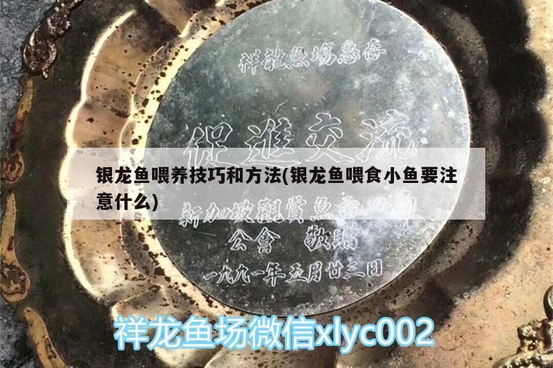 銀龍魚(yú)喂養(yǎng)技巧和方法(銀龍魚(yú)喂食小魚(yú)要注意什么)