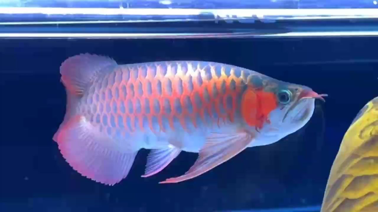 帶大家看只狠貨