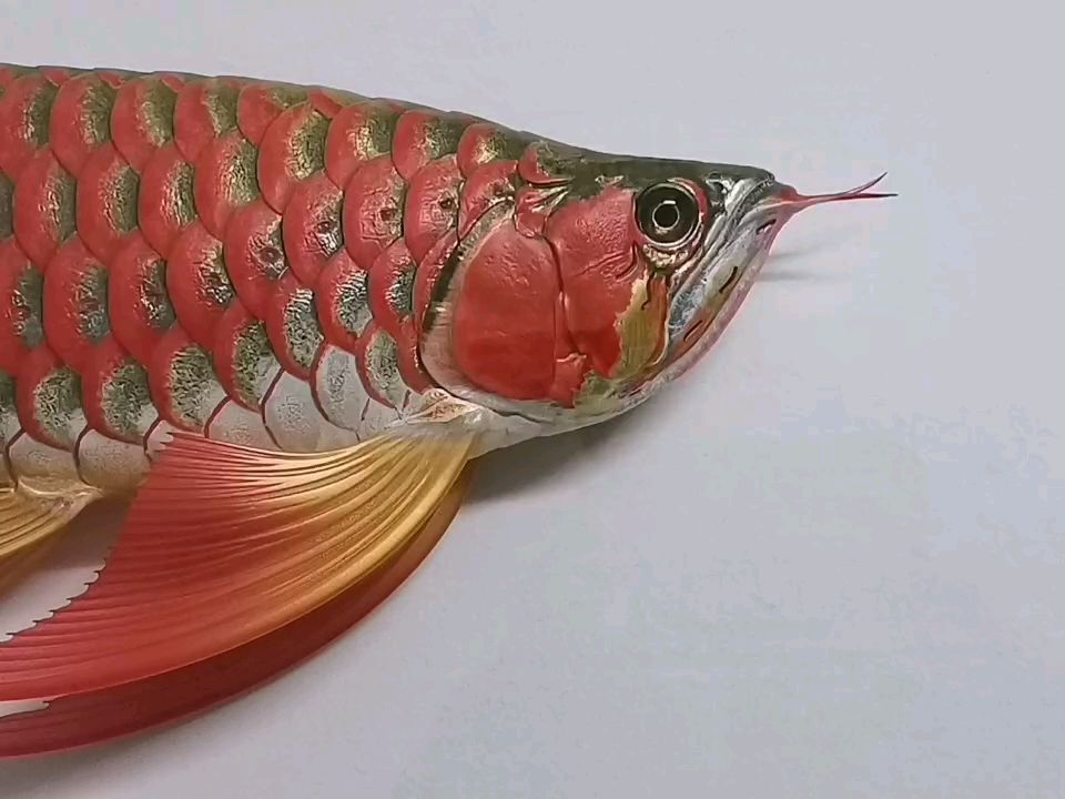 鳳凰紅龍f2仿真立體模型