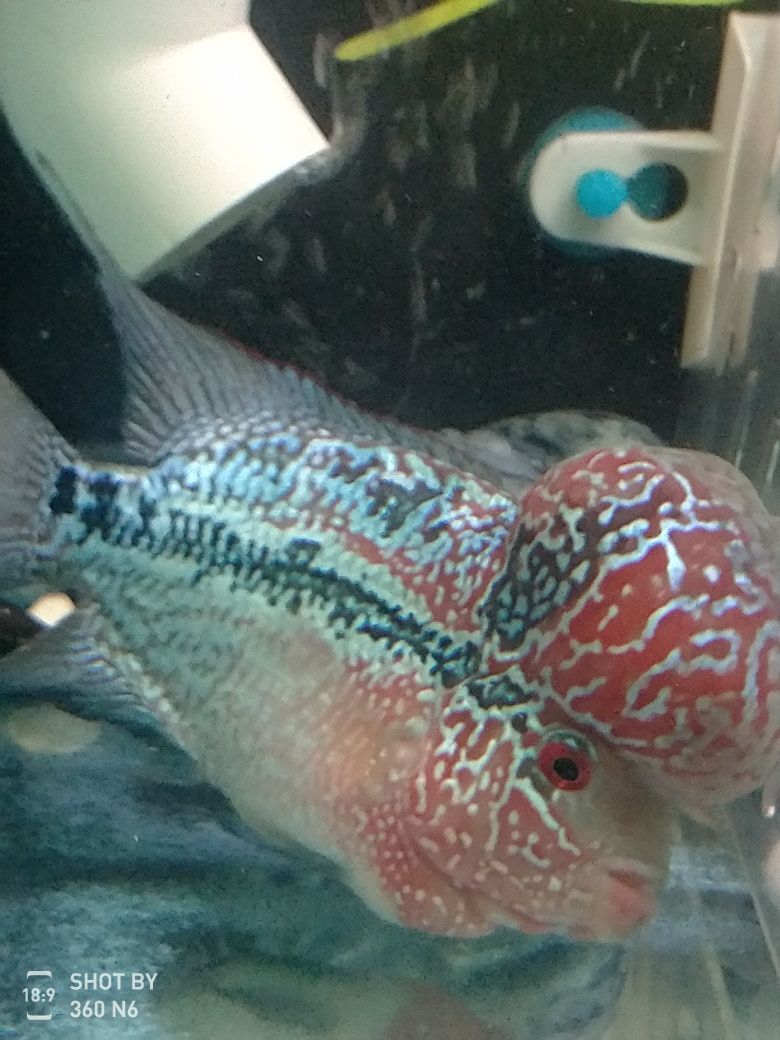 臨沂水族批發市場位置圖高清（臨沂水族館在什么地方）