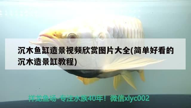 沉木魚缸造景視頻欣賞圖片大全(簡單好看的沉木造景缸教程) 沉木魚缸造景視頻欣賞圖片大全(簡單好看的沉木造景缸教程) 元寶鳳凰魚百科