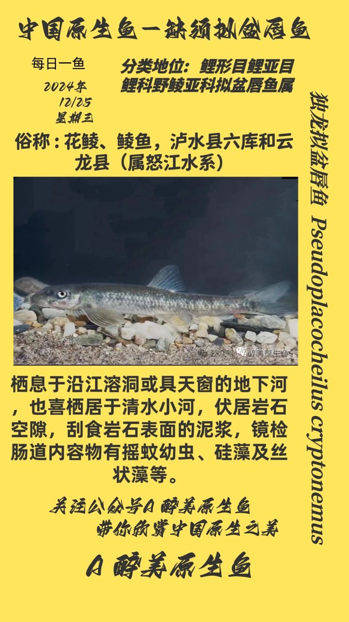缺須擬盆唇魚