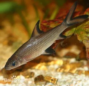 紅蟲喂觀賞魚好嗎（關(guān)于紅蟲喂觀賞魚的一些詳細(xì)信息）
