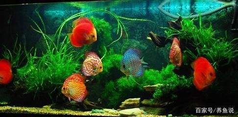 紅蟲喂觀賞魚好嗎（關(guān)于紅蟲喂觀賞魚的一些詳細(xì)信息）