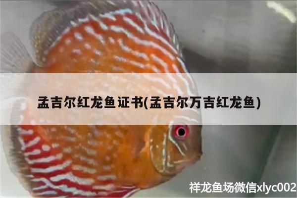 孟吉爾紅龍魚證書(孟吉爾萬吉紅龍魚)