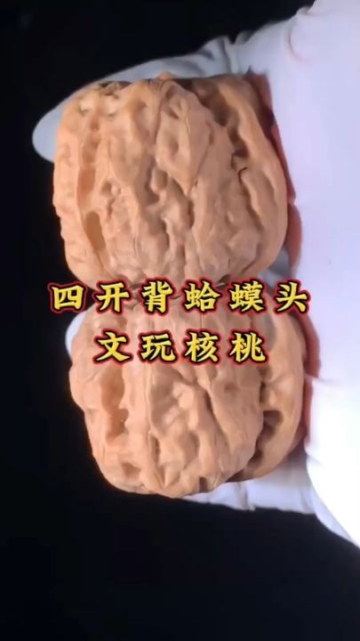 四開背蛤蟆頭