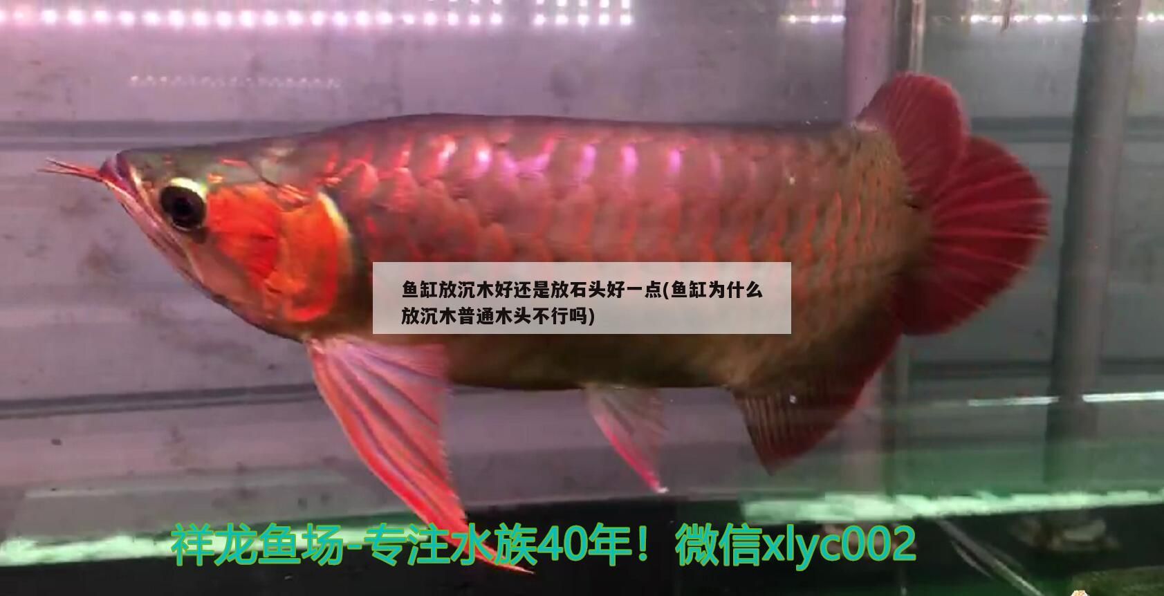 魚(yú)缸放沉木好還是放石頭好一點(diǎn)(魚(yú)缸為什么放沉木普通木頭不行嗎)