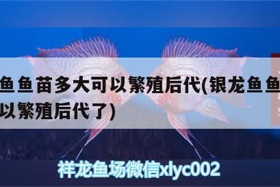 銀龍魚魚苗多大可以繁殖后代(銀龍魚魚苗多大可以繁殖后代了)