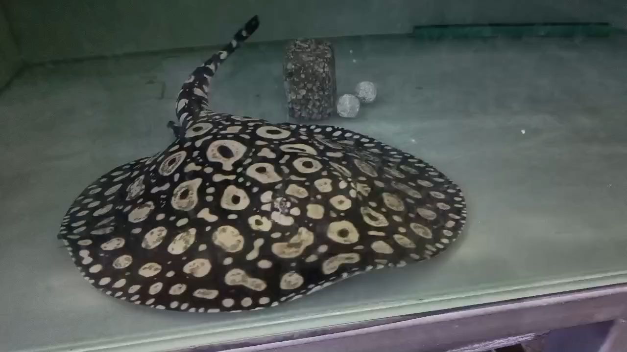 大換水