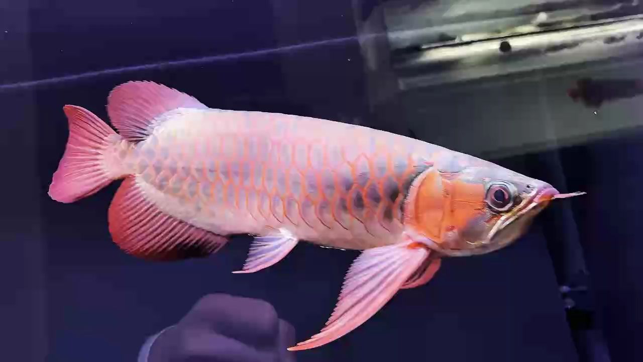 這只下卦手感覺(jué)如何？ 這只下卦手感覺(jué)如何？ 龍魚論壇