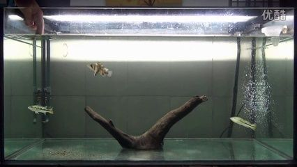 印尼虎魚內蒙怎么治療：印尼虎魚內蒙怎么治療印尼虎魚內蒙怎么治療