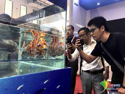 4mm的玻璃能做魚缸嗎：4mm的魚缸玻璃制作魚缸玻璃厚度應該注意什么 4mm的玻璃能做魚缸嗎：4mm的魚缸玻璃制作魚缸玻璃厚度應該注意什么 魚缸百科 第1張