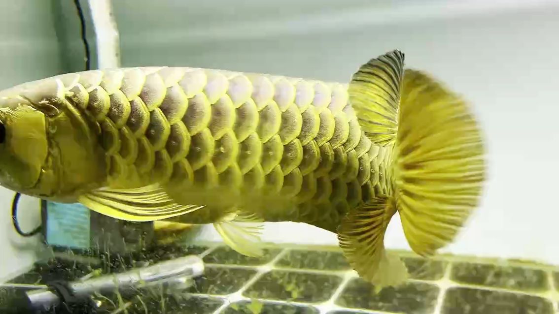 這金質夠不夠霸氣？？