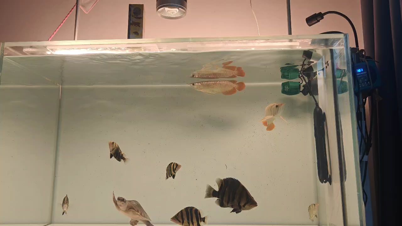 龍魚打斗感染炸鱗，鱗片發黑多久能變好
