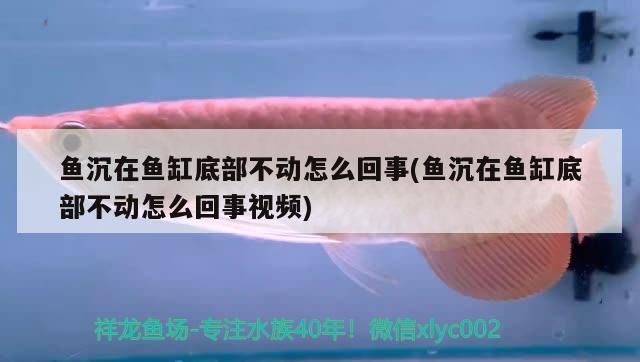 魚沉在魚缸底部不動怎么回事(魚沉在魚缸底部不動怎么回事視頻)