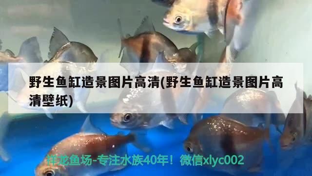 龍口黃城哪里有賣魚缸的店啊多少錢一個（岳飛傳簡介內容）