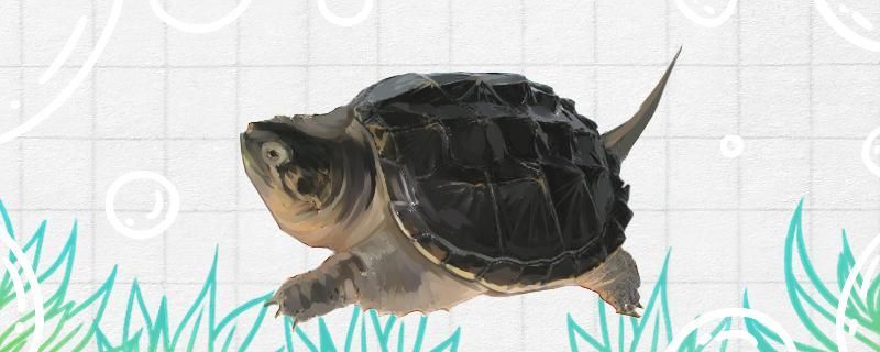 鱷龜是國家保護動物嗎有什么習性特點