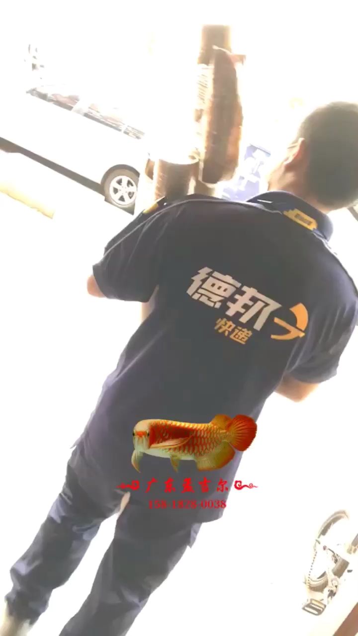 孟吉爾龍魚專燈與福建魚友相約